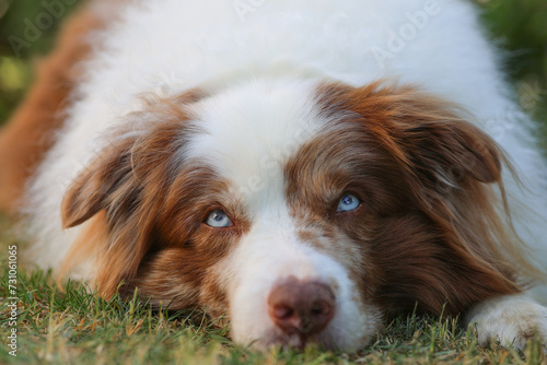 Fototapeta Naklejka Na Ścianę i Meble -  Overweight brown and white merle Border Collie dog with striking blue eyes and canine Epilepsy is laying lazy in the gras and looking into the camera