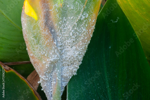 Close-up of a group of tobacco whitefly (Scientific name Bemisia tabaci (Gennadius) clinging to and destroying leaves.