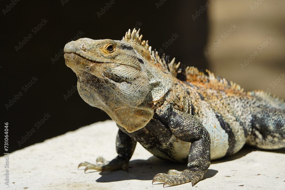 Obraz premium Green iguana (Iguana iguana), also known as the American iguana, Iguanidae family. Costa Rica.