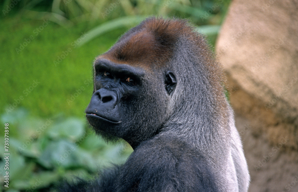 Obraz premium Gorille des montagnes, Gorilla beringei beringei, République démocratique du Congo