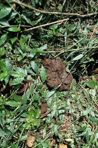 crotte, Gorille des montagnes, Gorilla beringei beringei, République démocratique du Congo photo