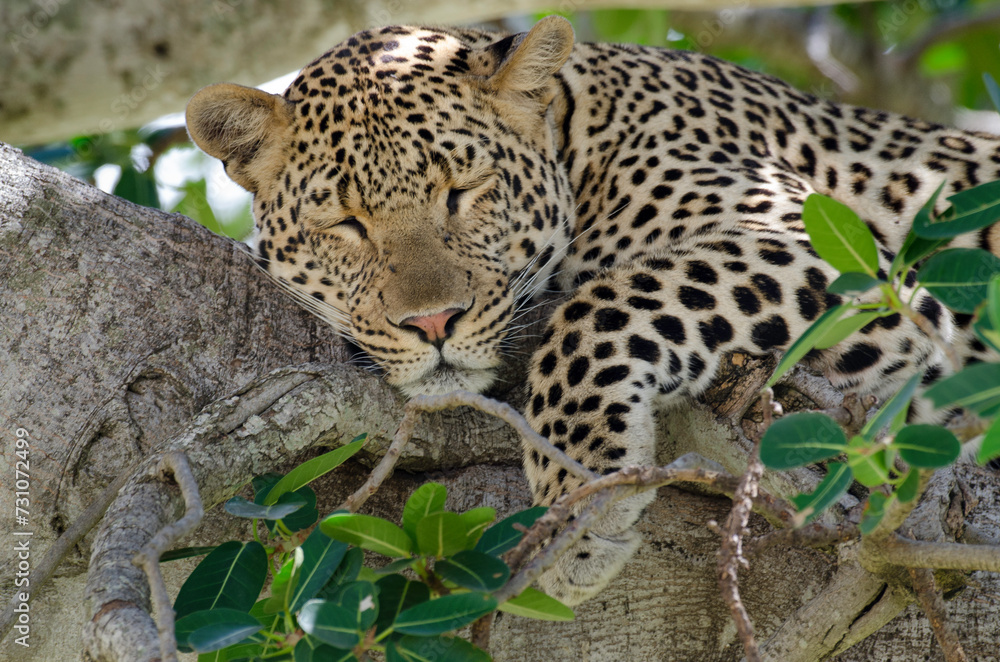 Léopard, Panthera pardus, Afrique de l'Est Léopard, Panthera pardus, Afrique de l'Est