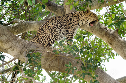 L  opard  Panthera pardus  Afrique de l Est