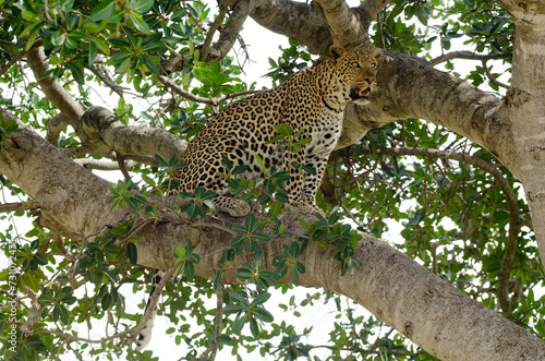 Léopard, Panthera pardus, Afrique de l'Est