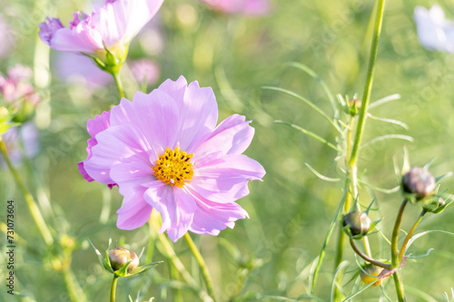 秋の花壇に咲くピンクのコスモスの花 © officeU1
