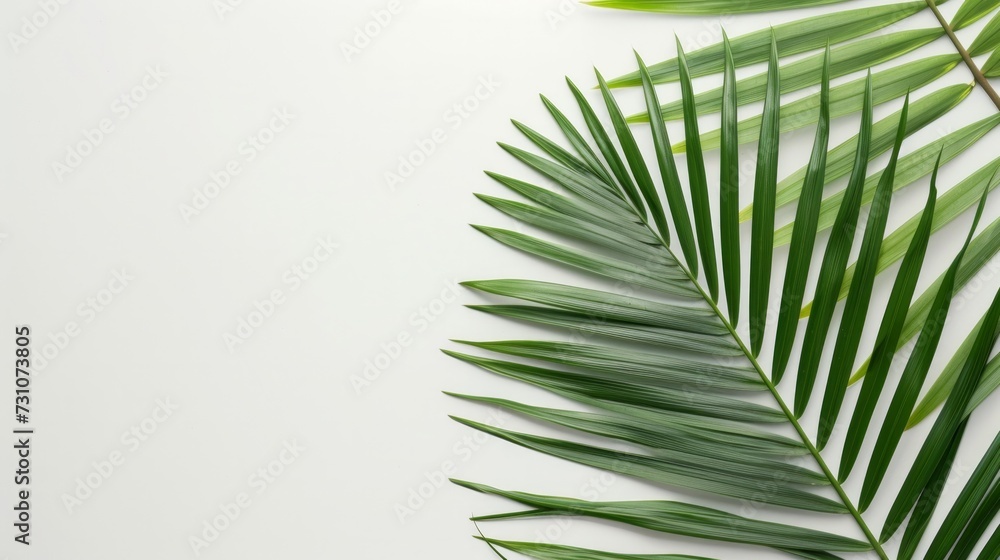 Obraz premium A palm leaf laid flat on a white background, symbolizing the essence of summer. Top view perspective.