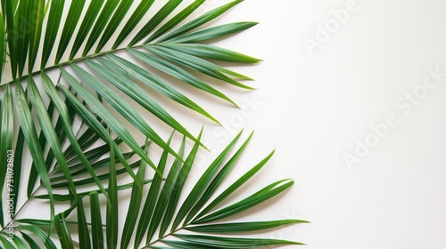 A palm leaf laid flat on a white background  symbolizing the essence of summer. Top view perspective.