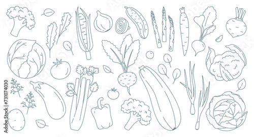 Set of vegetables and herbs in doodle style. Monochrome vector illustration. Vegetarian food, cabbage, zucchini, eggplant, carrots, tomatoes, cucumber, carrots, greens and others.