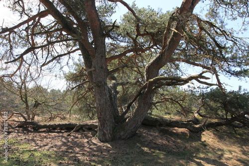  pine in the Veluwe  National  Park