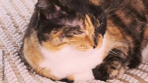 beautiful brown three colors adult domestic tortoiseshell cat with white breast dozing on bed in peaceful setting, looks around, concept caring, keeping four-legged pet photo