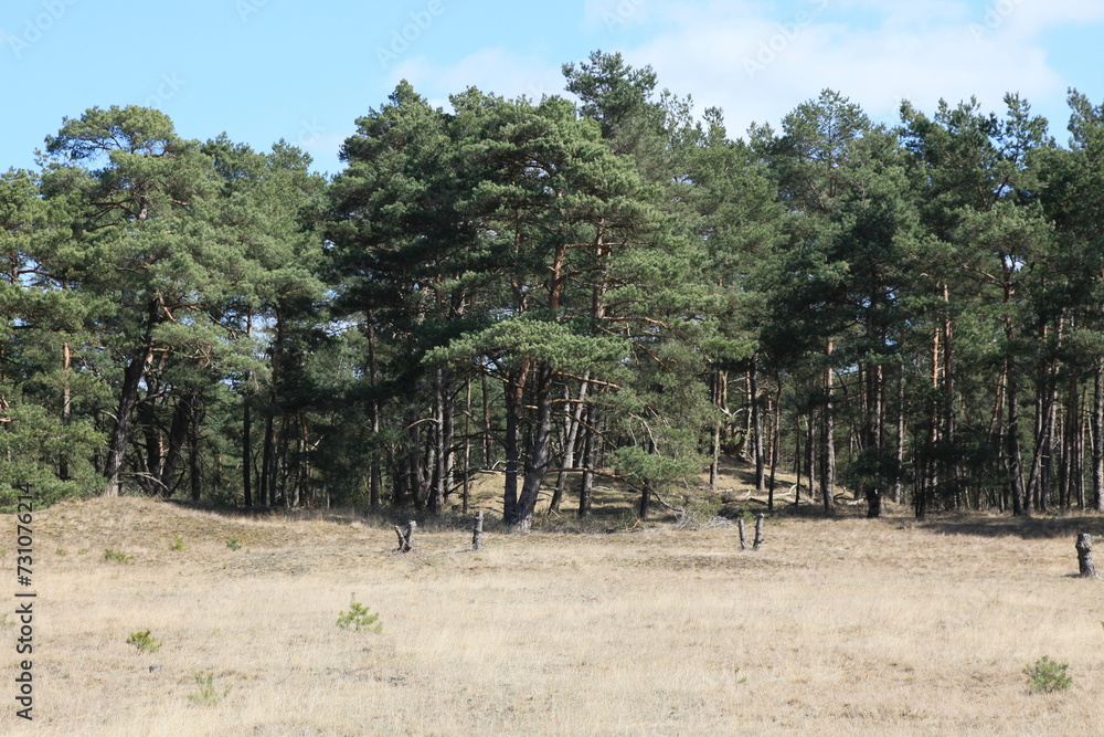Pine forest in the Veluwe  National  Park