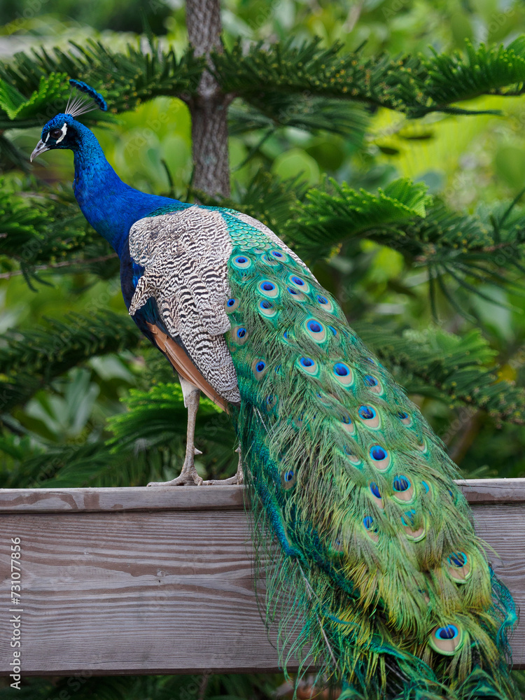 Naklejka premium Peacock with beautiful tail sits in outdoor park.