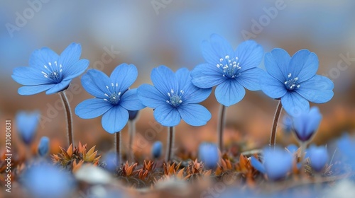 a group of blue flowers sitting on top of a patch of grass next to a field of red and orange flowers. photo