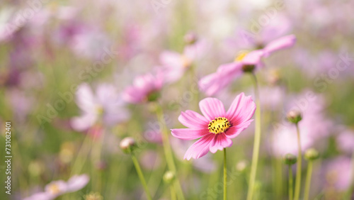 Pink delicate cosmos flower at the field