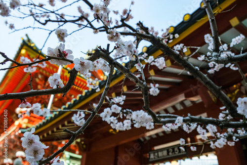 Cherry blossom at the Kanda Myojin Shrine in Chiyoda, Tokyo, Japan. photo
