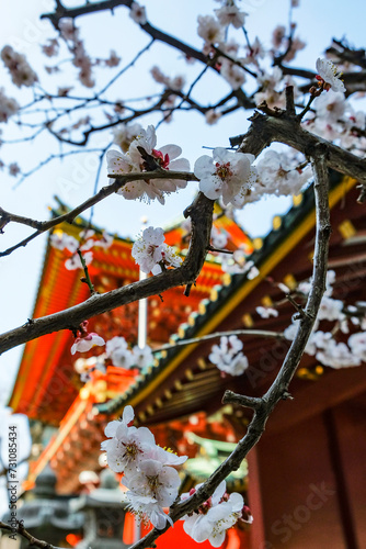 Canvas Print Cherry blossom at the Kanda Myojin Shrine in Chiyoda, Tokyo, Japan