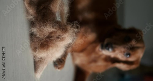 Vertical video of a Golden Retriever dog lies on the floor next to a pile of his fur. Seasonal shedding in dogs. Allergy to pet fur. Banner for a grooming salon. Combing dog hair and hair loss. photo