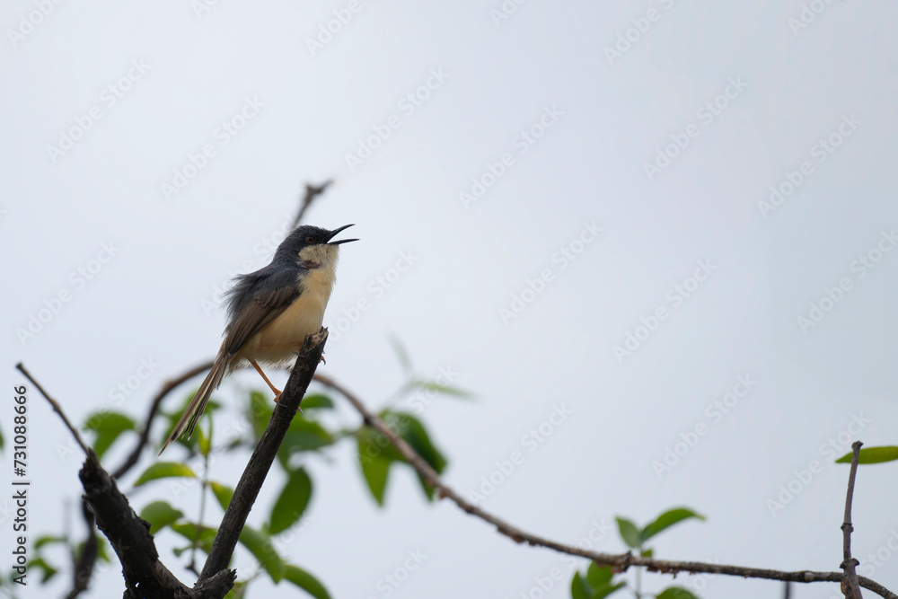 Ashy prinia perched on the tree Ashy prinia perched on the tree