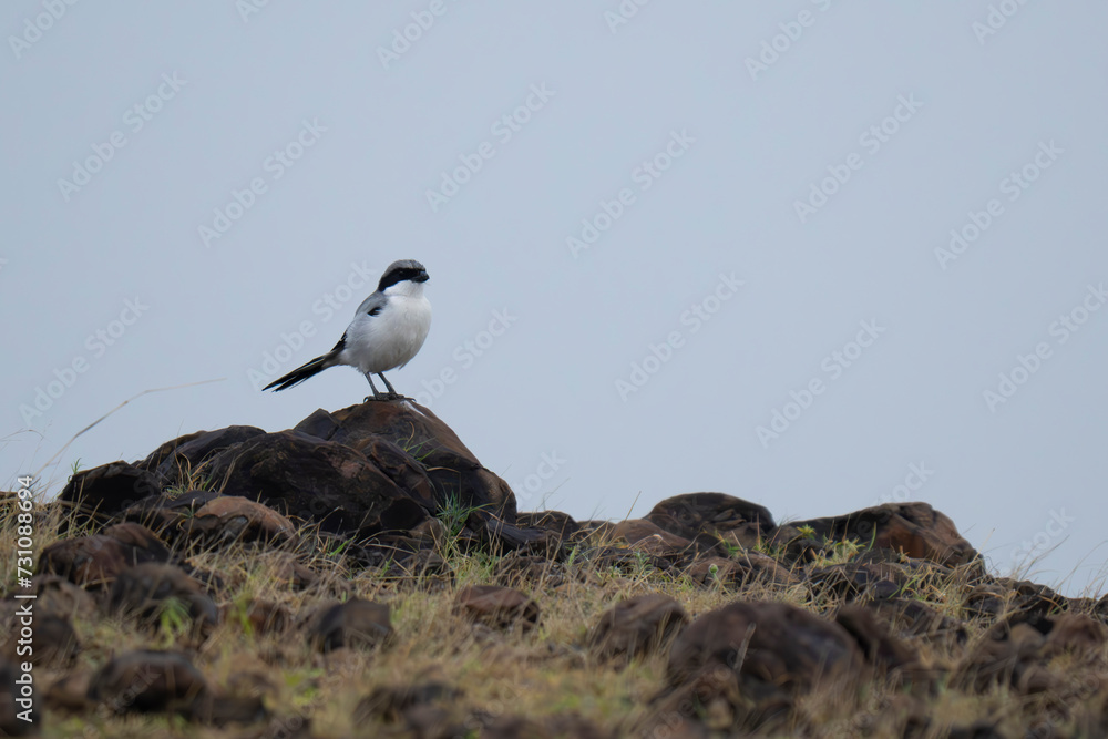 Southern Grey Shrike perched in natural forest habitat Southern Grey Shrike perched in natural forest habitat
