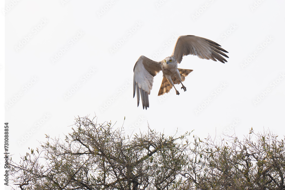 Short toed snake eagle in natural habitat Short toed snake eagle in natural habitat