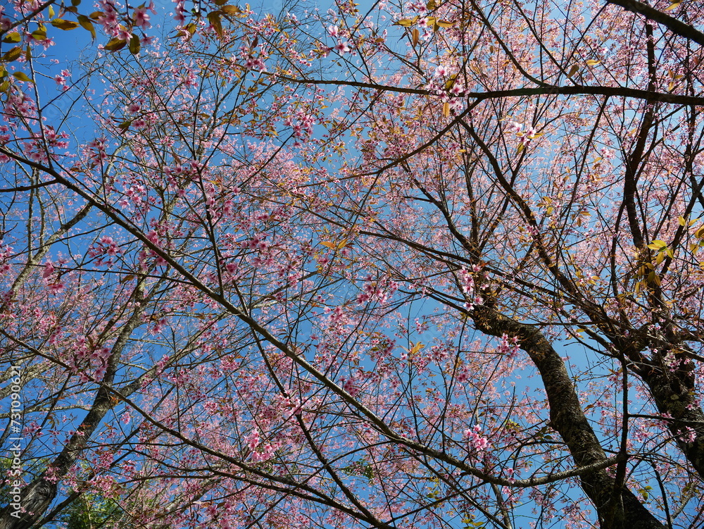 Sakura Blüte - Kirschblüte - Cherry Blossom Thailand Japan Sakura Blüte - Kirschblüte - Cherry Blossom Thailand Japan