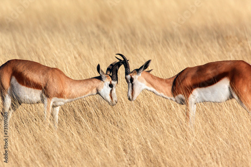 Springbok in Etosha National Park - Namibia photo