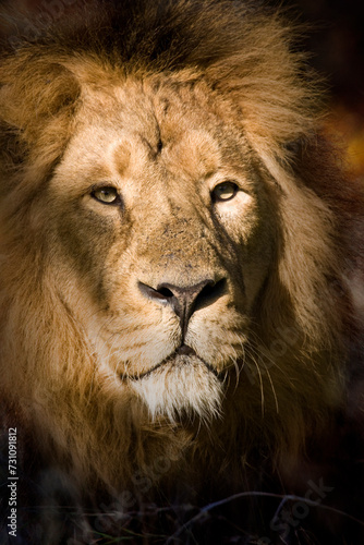 Male Lion in the Okavango Delta - Botswana