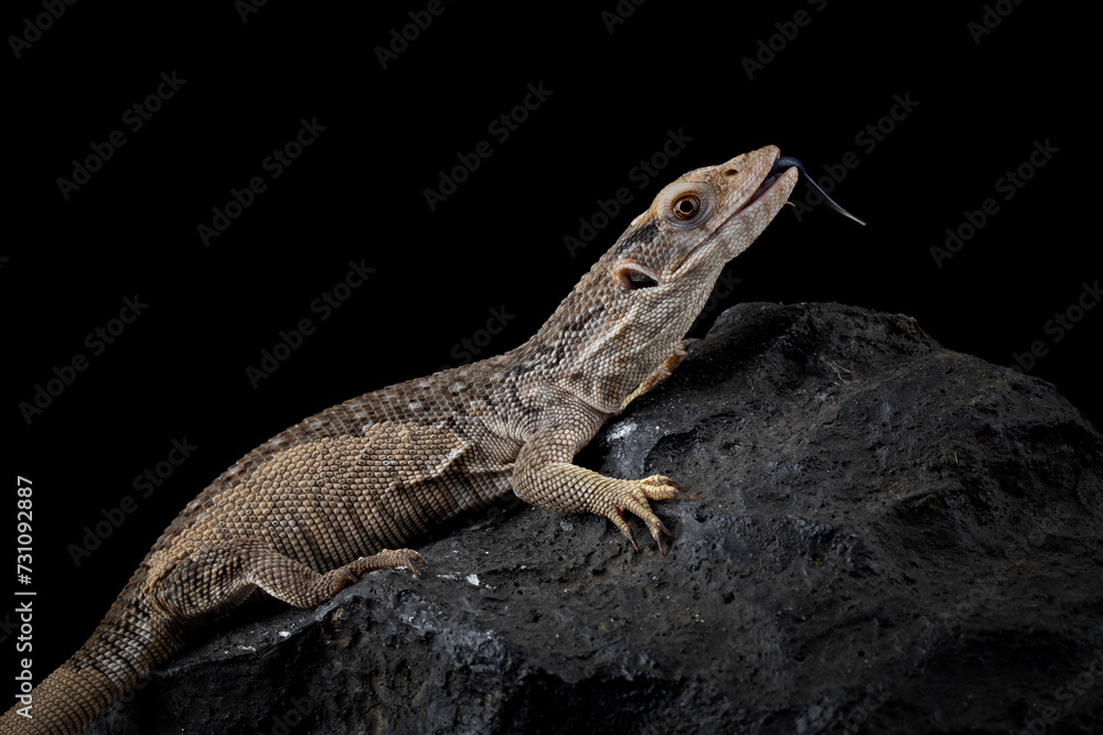 Fototapeta premium The Savannah Monitor (Varanus exanthematicus) is a species of monitor lizard native to Africa.