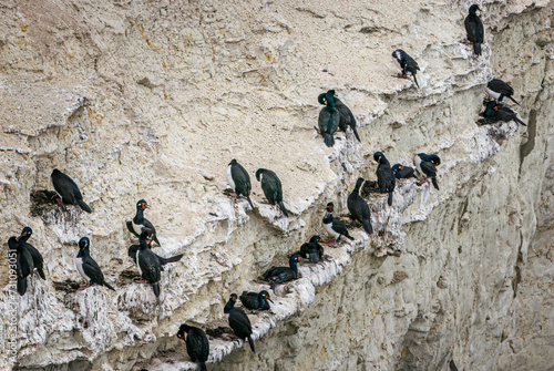 Cormorants nesting at Punta Loma's cliffside photo