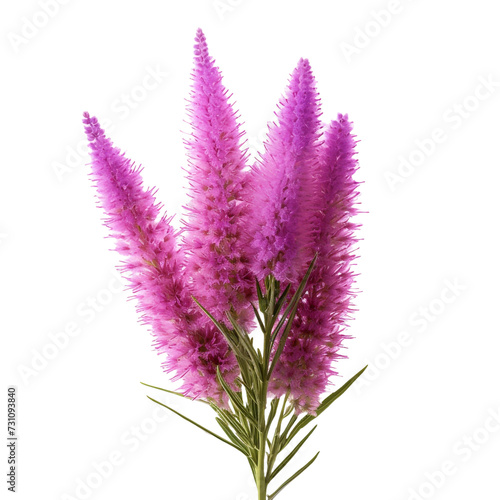 Liatris isolated on transparent background