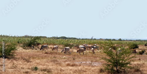 Fototapeta Naklejka Na Ścianę i Meble -  troupeaux de vaches dans la nature
