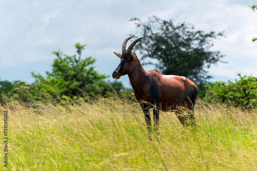 Adulte Topi Antilope in grüner Landschaft Adulte Topi Antilope in grüner Landschaft