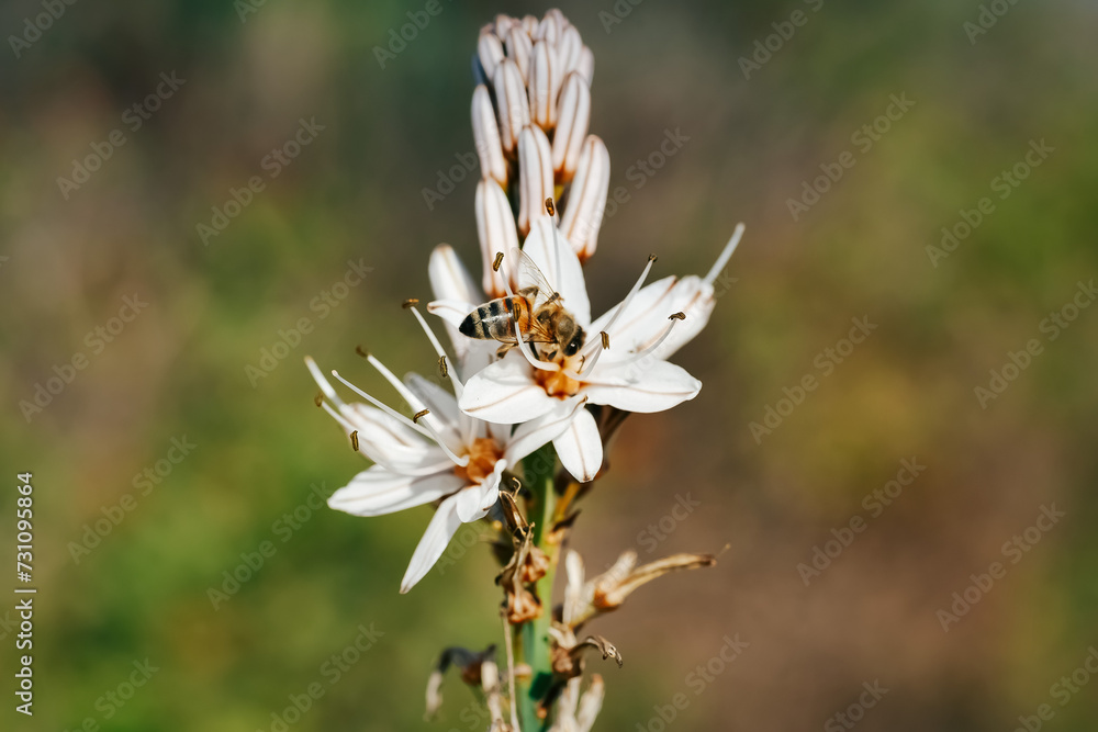 bee on a flower bee on a flower