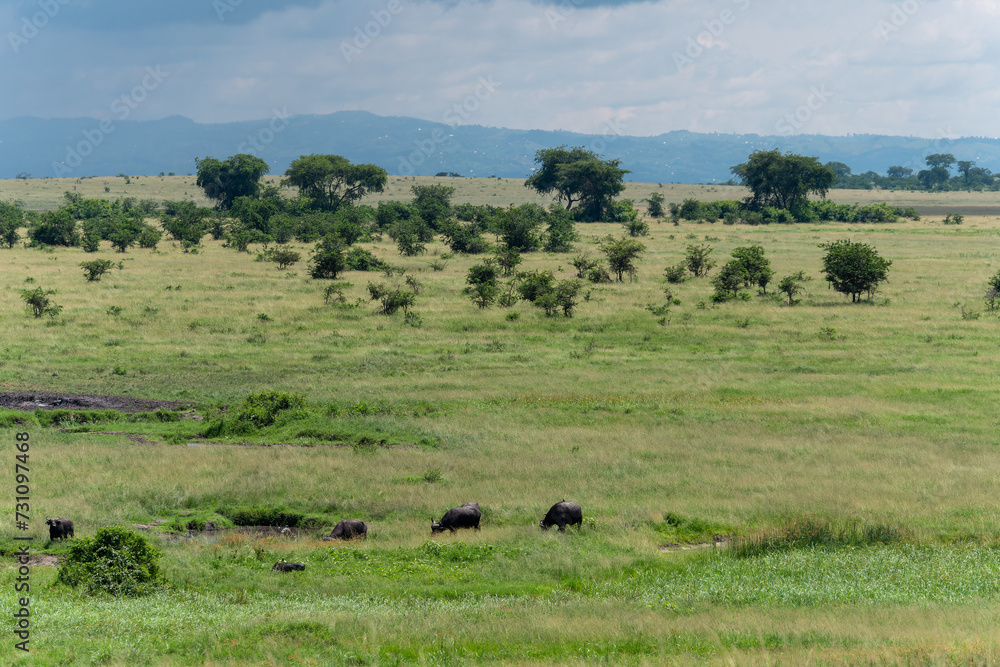 Eine Herde Afrikanischer Büffel grast friedlich an einem Wasserloch in grandioser Landschaft