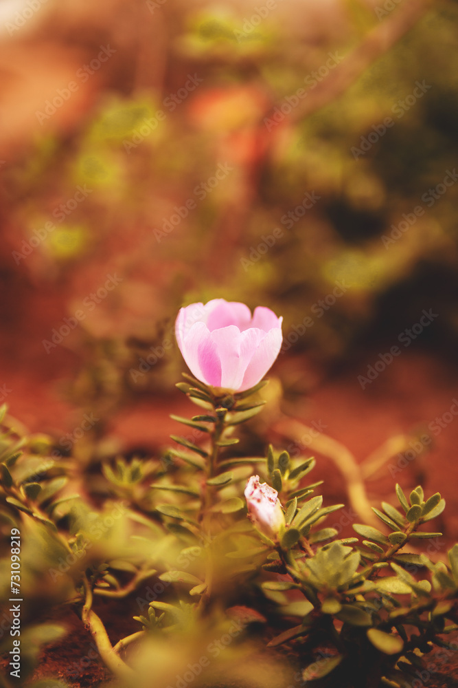 Obraz premium Flower. Small and delicate pink flower, high quality photo with blurred background. Beautiful flora macro