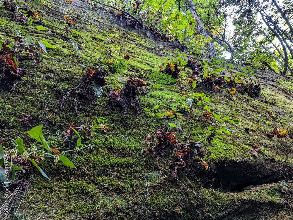 Mossy Rock Mossy Rock