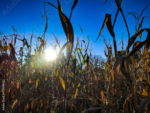 Corn Field