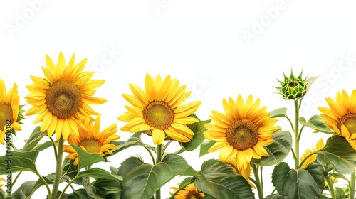 A border of beautiful sunflowers higher and lower in a row isolated against a white background. Summer floral banner.