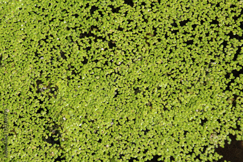 Lesser duckweed (Lemna minor) grows wild in a reservoir