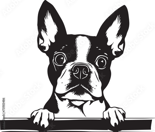 peeking Boston Terrier dog