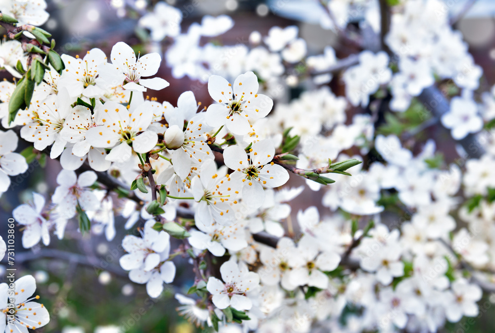 Fototapeta premium Blooming cherry tree, white flowers cherry on twig in garden in a spring day on blur nature background