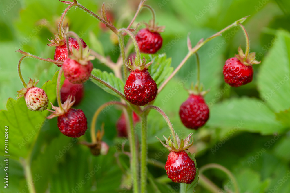Fragaria moschata - Musk Strawberry, Oboe Strawberry, Royal Capron, delicious berry fruit. Fragaria moschata - Musk Strawberry, Oboe Strawberry, Royal Capron, delicious berry fruit.