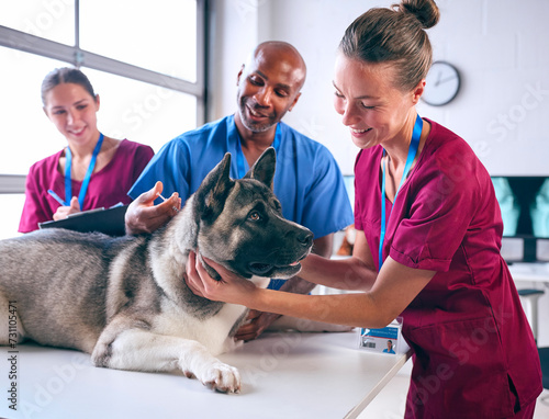 Obraz na płótnie Male And Female Veterinary Team Giving Injection To Pet Akita Dog In Surgery