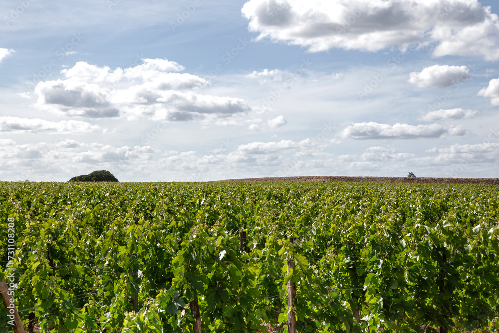 Landscape of vines in South West of France