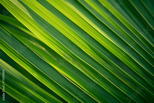 Green palm leaf striped background, close up © CHAYAPORN