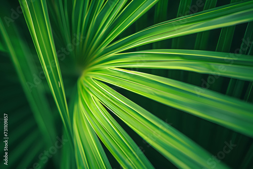 Green palm leaf striped background, close up © CHAYAPORN