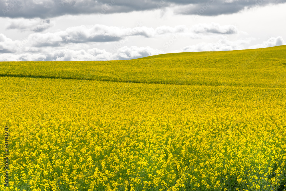 Obraz premium Yellow rapeseed field landscape rapeseed field on a warm summer day