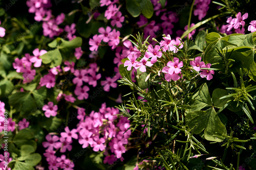 Rosemary (Salvia rosmarinus) and
giant clover (Trifolium, Oxalis articulata) in the patio of a town house. Detail plan. Rosemary (Salvia rosmarinus) and
giant clover (Trifolium, Oxalis articulata) in the patio of a town house. Detail plan.