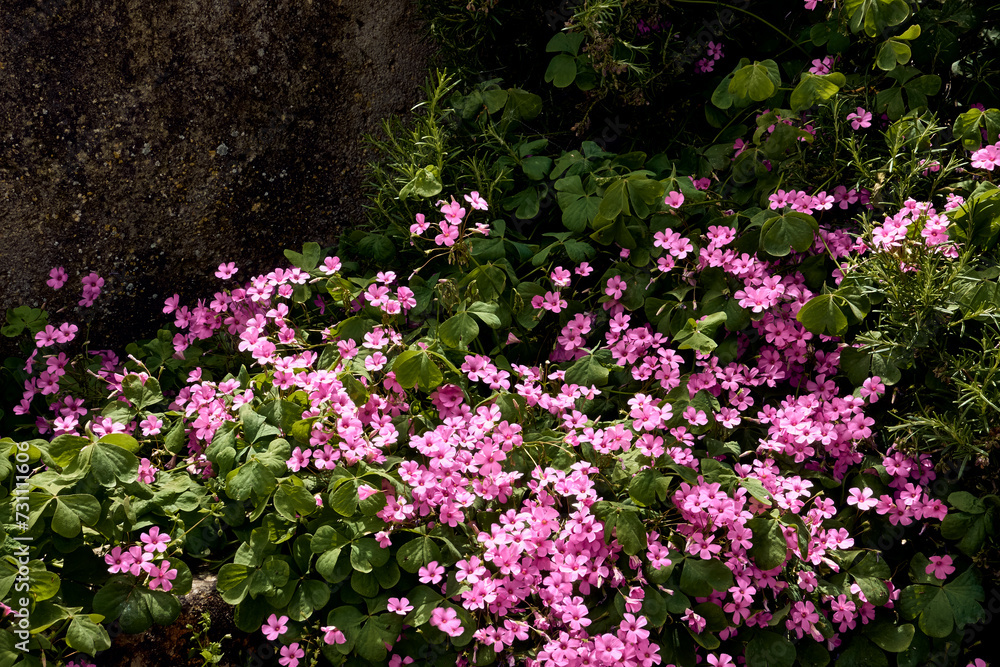 Obraz premium Rosemary (Salvia rosmarinus) and giant clover (Trifolium, Oxalis articulata) in the patio of a town house. Detail plan.
