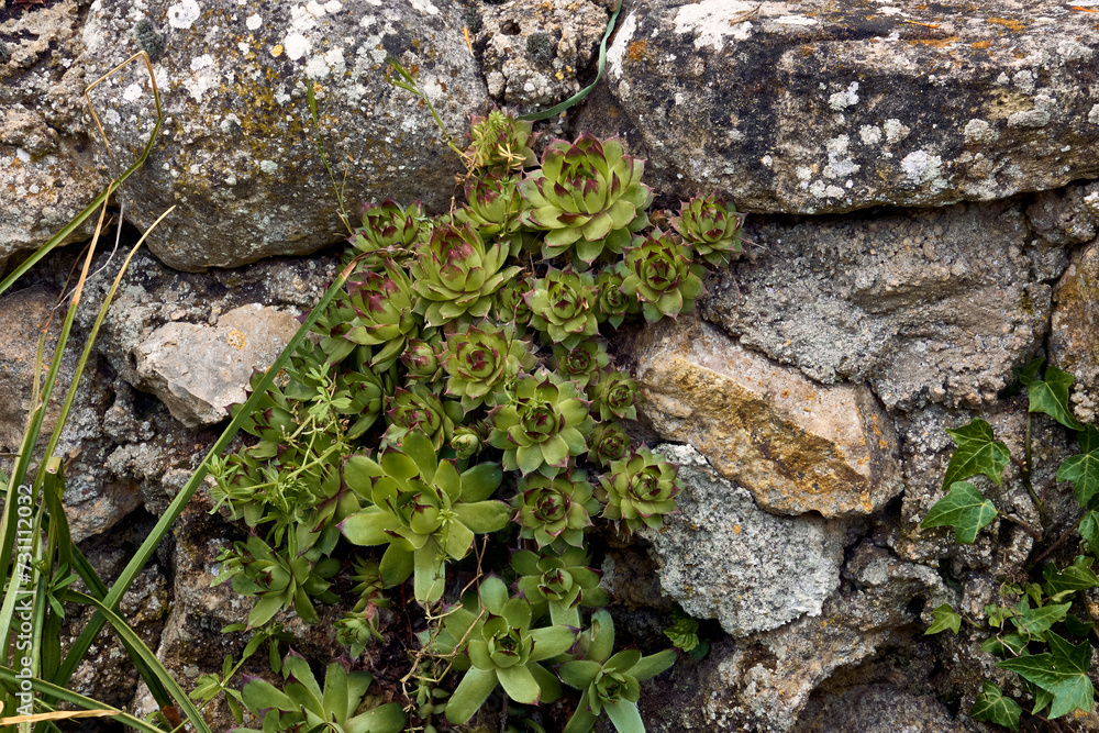 Immortelles (Sempervivum) and ivy (Hedera) in the patio of a town house. Detail plan in stone planter.